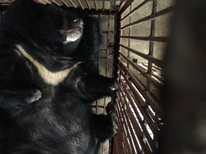 Tương lai không còn gấu bị nuôi nhốt: Hành trình quyết liệt ở chặng cuối
